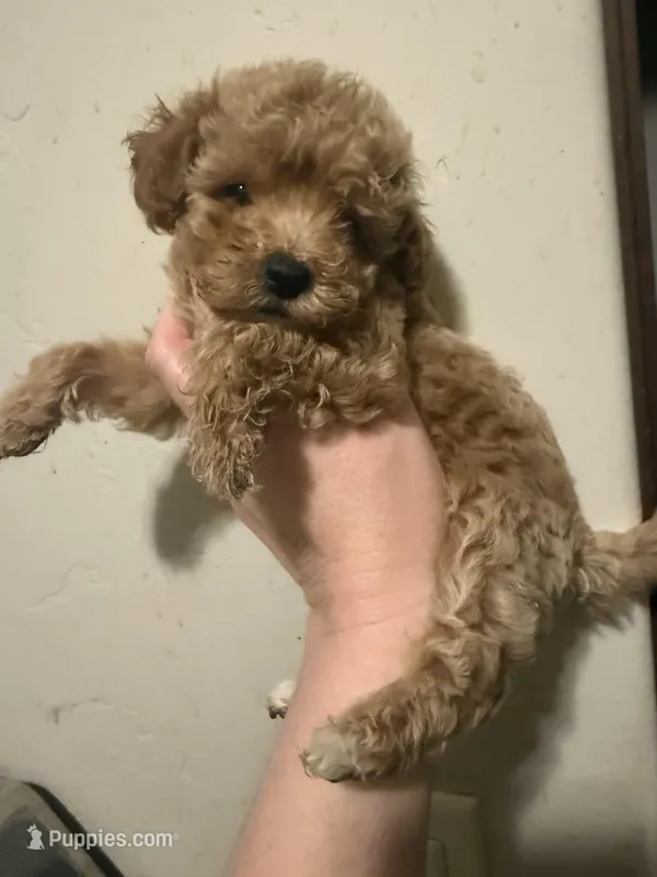 Glitter  – Miniature Goldendoodle puppy for sale in Grand Junction, CO