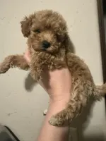 Glitter , a female Miniature Goldendoodle for sale in Grand Junction, CO – Photo 1 of 4