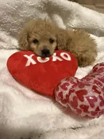 processed/17171105-a17a-43a8-a9b2-2275ed3406c8/listing/06f74793-f363-45fa-8533-a28d3ed5be0d/07d5ee88-8159-4f9e-8693-85e3bbe9a726