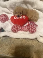 processed/17171105-a17a-43a8-a9b2-2275ed3406c8/listing/06f74793-f363-45fa-8533-a28d3ed5be0d/2bb55fe6-10e6-46e9-b7dd-dbf97d0930dc