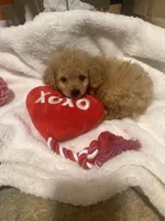 processed/17171105-a17a-43a8-a9b2-2275ed3406c8/listing/06f74793-f363-45fa-8533-a28d3ed5be0d/a7dd1fa5-b431-42e2-8a73-f0c94e2041f7