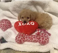 processed/17171105-a17a-43a8-a9b2-2275ed3406c8/listing/06f74793-f363-45fa-8533-a28d3ed5be0d/ca71a2ba-bb41-4ce4-b57b-ea63b11216f1