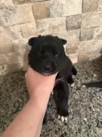 Mini Pomskys , a male Pomsky for sale in Grand Junction, CO – Photo 4 of 4