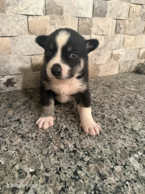 Mini Pomskys  – Pomsky puppy for sale in Grand Junction, CO