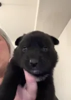 Mini Pomskys , a male Pomsky for sale in Grand Junction, CO – Photo 2 of 4