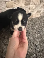 Mini Pomskys , a male Pomsky for sale in Grand Junction, CO – Photo 3 of 4