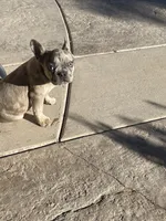 Hill Billy , a male French Bulldog for sale in Phoenix, AZ – 4 of 4