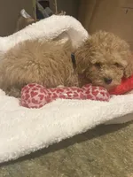 Daisy, a female Miniature Goldendoodle for sale in Grand Junction, CO – Photo 1 of 8