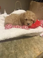 Daisy, a female Miniature Goldendoodle for sale in Grand Junction, CO – Photo 6 of 8