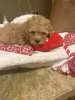 Daisy, a female Miniature Goldendoodle for sale in Grand Junction, CO – Photo 5 of 8