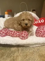 Daisy, a female Miniature Goldendoodle for sale in Grand Junction, CO – Photo 7 of 8