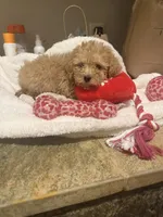 Daisy, a female Miniature Goldendoodle for sale in Grand Junction, CO – Photo 8 of 8