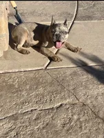 Billy , a male French Bulldog for sale in Grand Junction, CO – 1 of 2