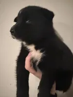 Farah , a female Pomsky for sale in Grand Junction, CO – Photo 2 of 3