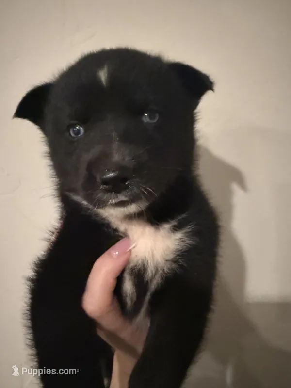 Farah  – Pomsky puppy for sale in Grand Junction, CO
