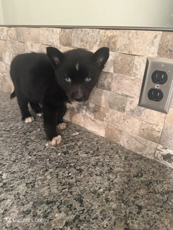 Farah  – Pomsky puppy for sale in Grand Junction, CO