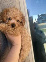 Jax, a male Miniature Goldendoodle for sale in Grand Junction, CO – 2 of 4