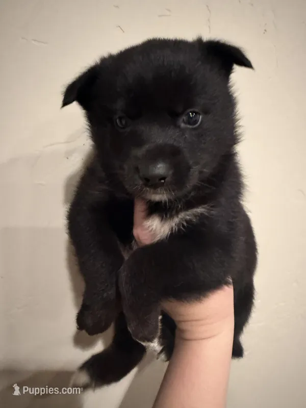 Jake – Pomsky puppy for sale in Grand Junction, CO