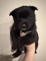 Jake, a male Pomsky for sale in Grand Junction, CO – Photo 1 of 4