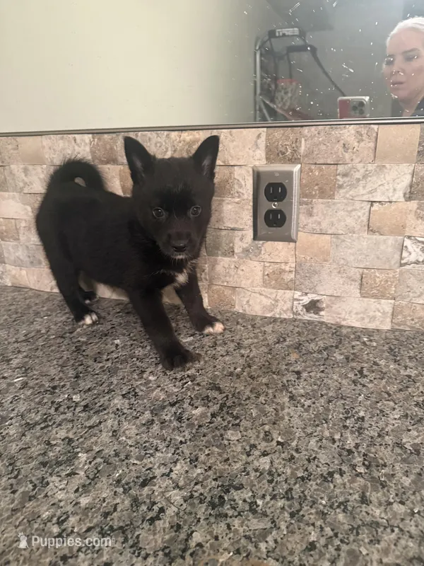 Faye – Pomsky puppy for sale in Grand Junction, CO