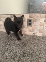 Faye, a female Pomsky for sale in Grand Junction, CO – Photo 7 of 9