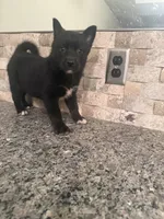 Faye, a female Pomsky for sale in Grand Junction, CO – Photo 6 of 9