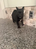 Faye, a female Pomsky for sale in Grand Junction, CO – Photo 8 of 9