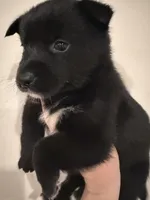 Jake, a male Pomsky for sale in Grand Junction, CO – Photo 2 of 4