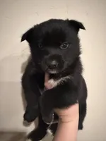 Jake, a male Pomsky for sale in Grand Junction, CO – Photo 3 of 4