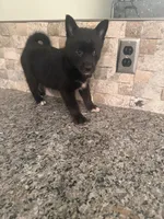 Faye, a female Pomsky for sale in Grand Junction, CO – Photo 9 of 9