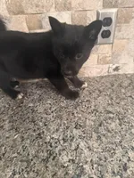 Faye, a female Pomsky for sale in Grand Junction, CO – Photo 5 of 9