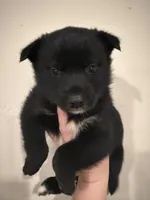 Jake, a male Pomsky for sale in Grand Junction, CO – Photo 4 of 4