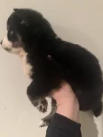 Joey , a male Pomsky for sale in Grand Junction, CO – Photo 6 of 6