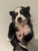 Joey , a male Pomsky for sale in Grand Junction, CO – Photo 4 of 6