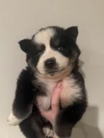 Joey , a male Pomsky for sale in Grand Junction, CO – Photo 5 of 6