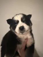 Joey , a male Pomsky for sale in Grand Junction, CO – Photo 3 of 6