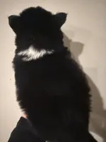 Joey , a male Pomsky for sale in Grand Junction, CO – Photo 2 of 6