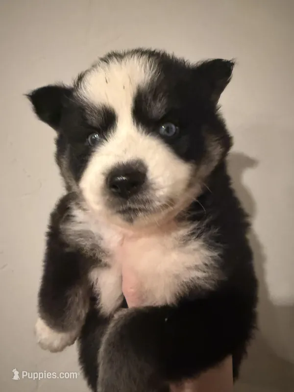 Joey  – Pomsky puppy for sale in Grand Junction, CO