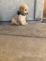 Penny, a female Miniature Goldendoodle for sale in Grand Junction, CO – 2 of 6