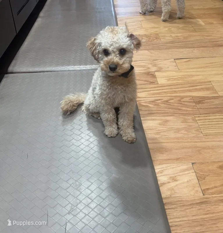 Ollie – Miniature Goldendoodle puppy for sale in Grand Junction, CO