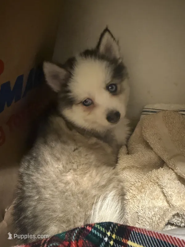 Toy Rocky – Pomsky puppy for sale in Grand Junction, CO