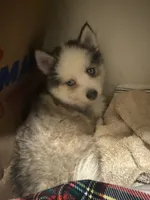 Toy Rocky, a male Pomsky for sale in Grand Junction, CO – 1 of 7
