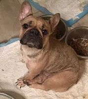 Cherry, a female French Bulldog for sale in Grand Junction, CO – 3 of 4