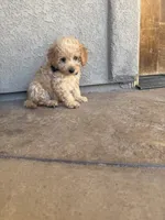 Penny, a female Miniature Goldendoodle for sale in Grand Junction, CO – 4 of 6