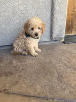 Penny, a female Miniature Goldendoodle for sale in Grand Junction, CO – 5 of 6