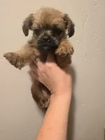 Teddy, a male French Bulldog and Poodle - Toy  for sale in Grand Junction, CO – 3 of 4