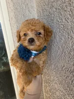 Missy, a female Miniature Goldendoodle for sale in Grand Junction, CO – Photo 4 of 7