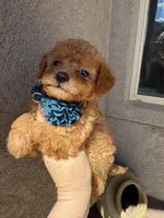 Missy, a female Miniature Goldendoodle for sale in Grand Junction, CO – Photo 5 of 7