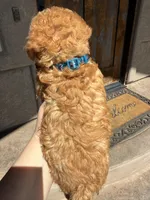 Missy, a female Miniature Goldendoodle for sale in Grand Junction, CO – Photo 2 of 7