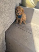 Missy, a female Miniature Goldendoodle for sale in Grand Junction, CO – Photo 7 of 7